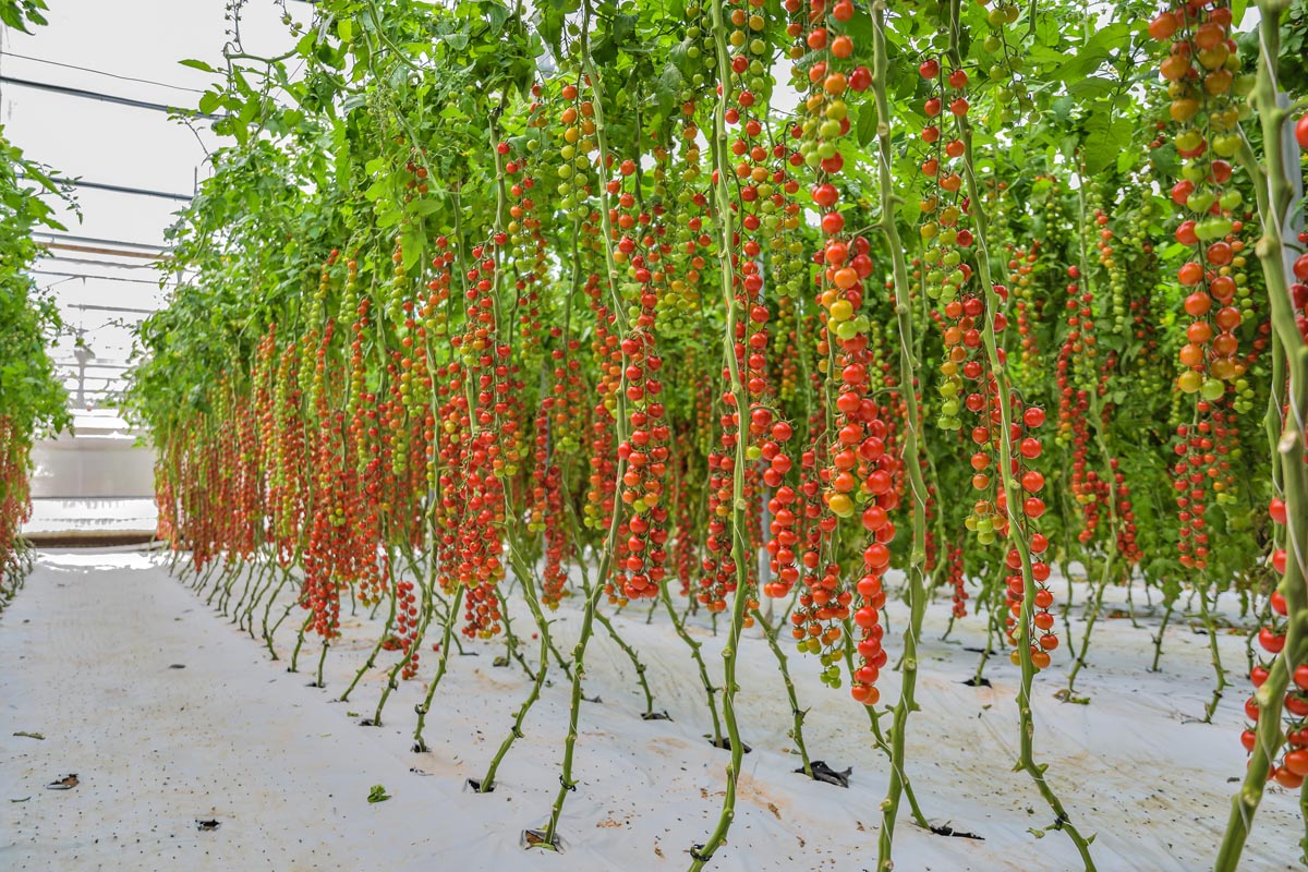 Pomodori rossi coltivati dall'Azienda Agricola Scalia